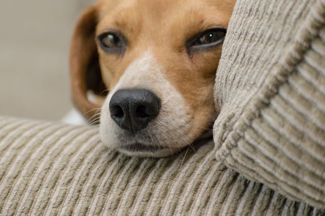 A dog resting its head on a couch.