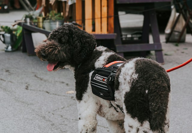 A service dog in a vest.